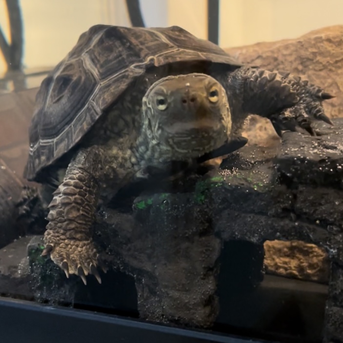 亀吉くんのおめざめ♪ MIYAKO Official Web Site